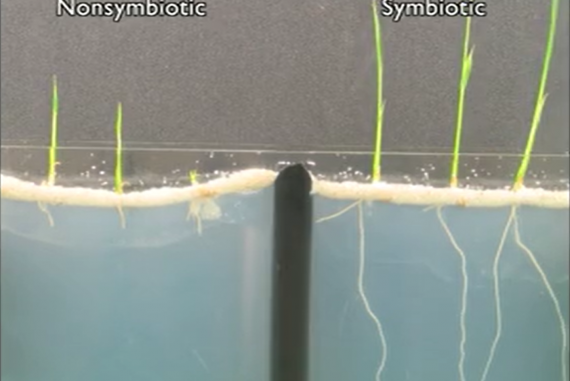 Sự có mặt của Endophyte đã giúp cây lúa phát triển mạnh mẽ hơn