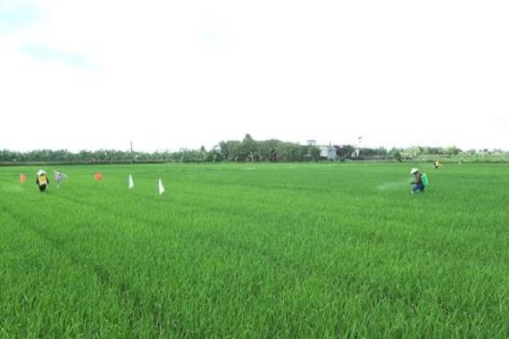 Trình diễn mô hình sử dụng Vua-Endophyte tại Thái Bình