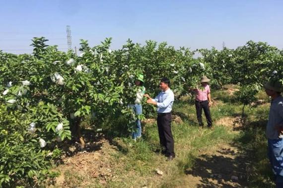 Hiệu quả từ mô hình ứng dụng phân bón sinh học Vua - Endophyte trong sản xuất ổi thị trấn Vĩnh Bảo