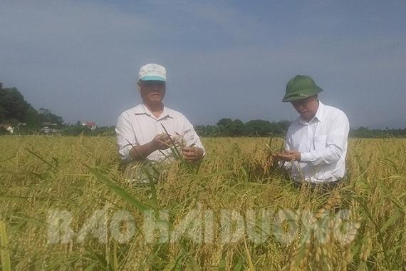 Áp dụng Endophyte trên nếp cái hoa vàng đạt năng suất cao hơn