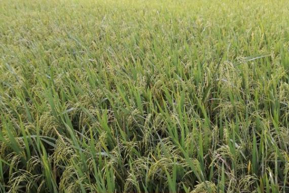 Hội thảo thử nghiệm phân bón sinh học công nghệ nano cho nông dân trồng lúa