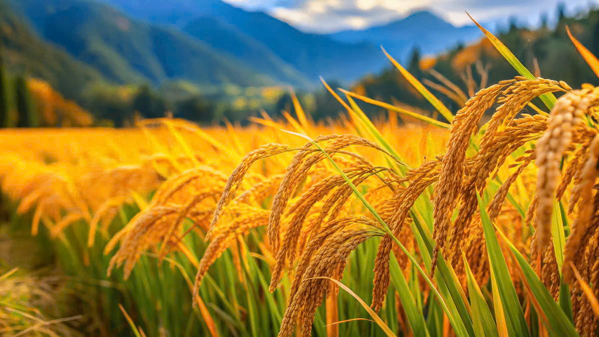 QUY TRÌNH CHĂM SÓC LÚA SINH HỌC