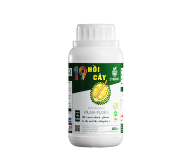 Số 19 - Hồi Cây