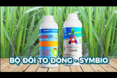 BỘ ĐÔI TO ĐÒNG SYMBIO