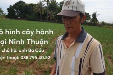 Gumi-30 giúp cây hành tăng khả năng sử dụng phân