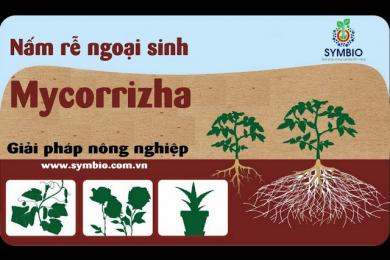 Mycorrizha - giải pháp giúp cây trồng thích nghi với biến đổi khí hậu!
