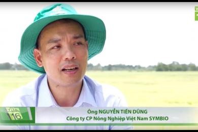 Nấm nội sinh Endophyte giúp giảm chi phí, cho gạo sạch